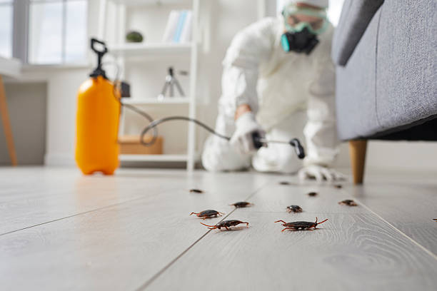 Commercial Rodent Management in Black River